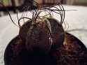 Goat's Horn Cactus Astrophytum Capricorne Mexico Green. Uploaded by Mike-Bell